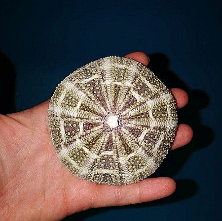 Arici de mare de mari dimensiuni (1 buc) [6]