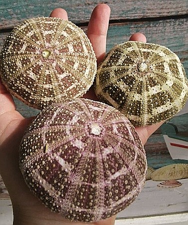 Arici de mare de mari dimensiuni (1 buc) [2]