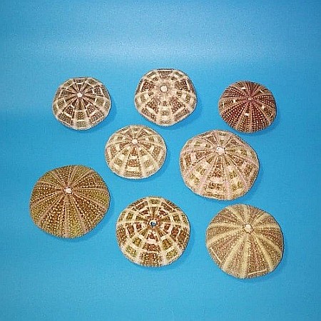 Arici de mare de mari dimensiuni (1 buc) [1]