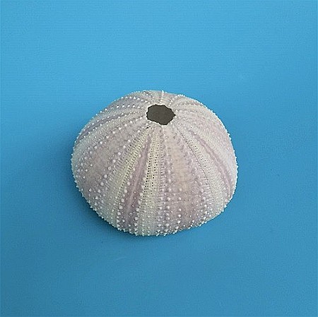 Arici de mare indonezian (1 buc) [2]