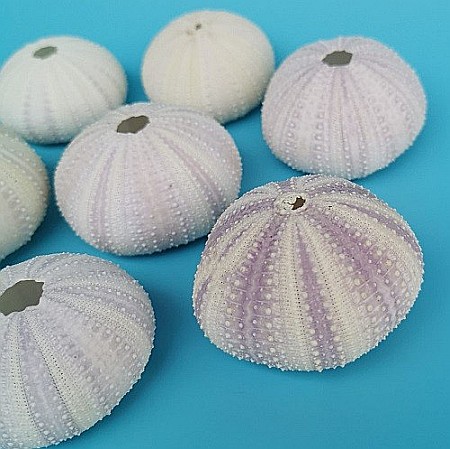 Arici de mare indonezian (1 buc) [1]