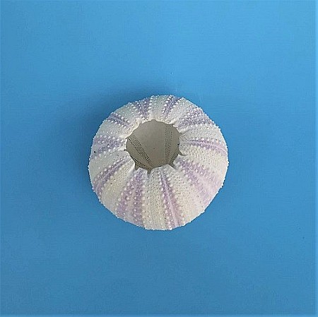 Arici de mare indonezian (1 buc) [3]
