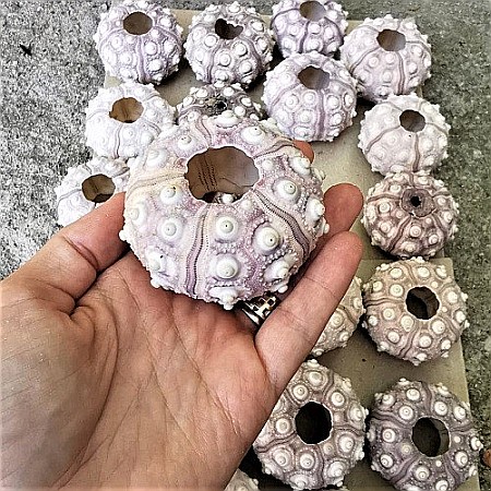 Arici de mare Sputnik (1 buc) [6]