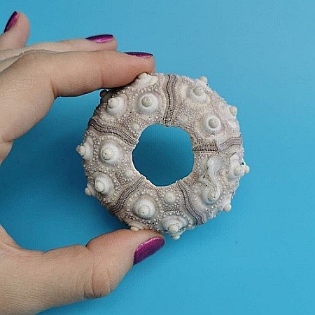 Arici de mare Sputnik (1 buc) [3]