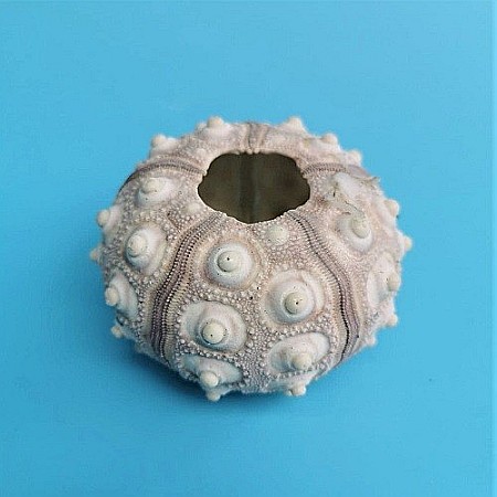 Melci si scoici - Arici de mare Sputnik (1 buc)