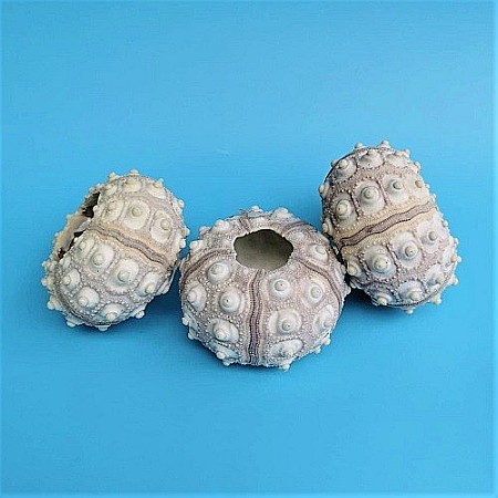 Arici de mare Sputnik (1 buc) [4]