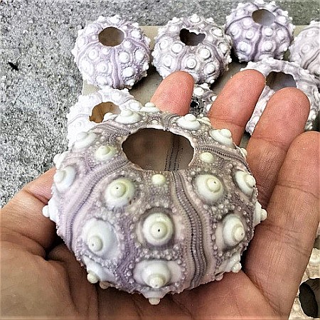 Arici de mare Sputnik (1 buc) [1]