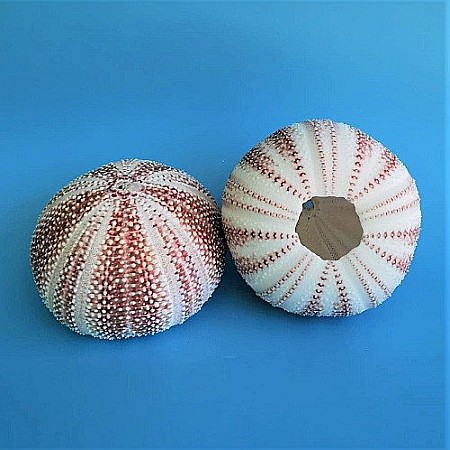 Arici de mare UK [5]