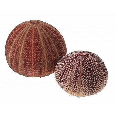 Arici de mare UK [0]