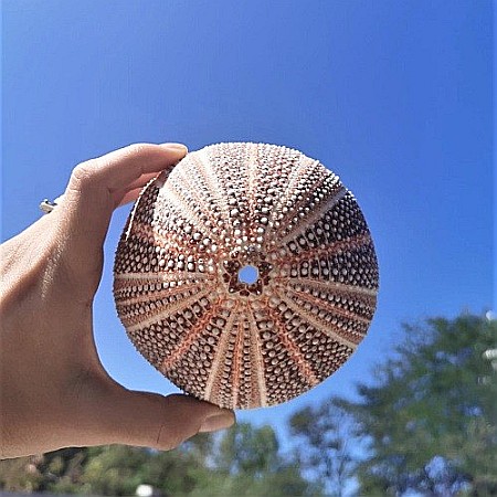 Arici de mare UK [3]