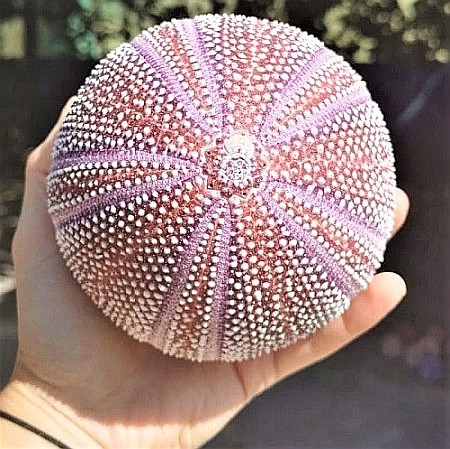 Arici de mare UK [4]