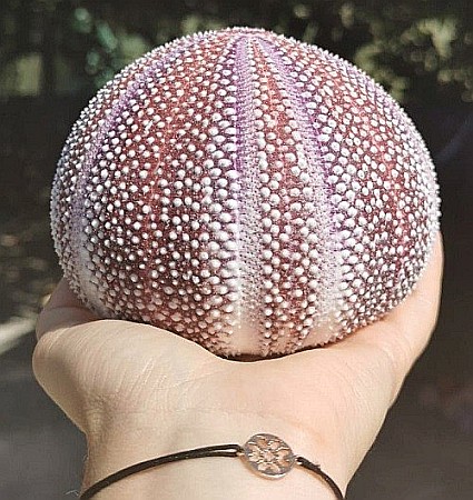 Arici de mare UK [2]