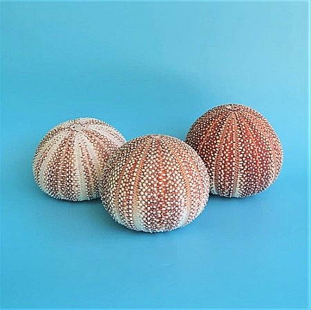 Arici de mare UK [7]