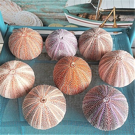 Arici de mare UK [1]