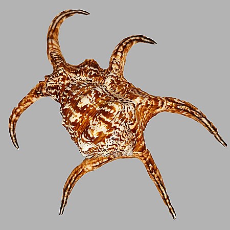 Cochilie melc Lambis chiragra [4]