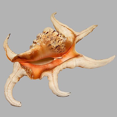 Cochilie melc Lambis chiragra [1]