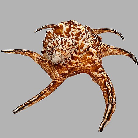 Cochilie melc Lambis chiragra [5]