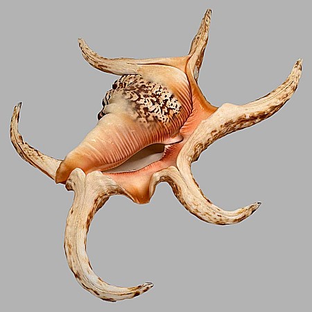 Cochilie melc Lambis chiragra [3]