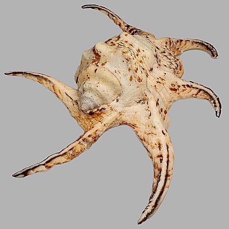 Melci si scoici - Cochilie melc Lambis chiragra