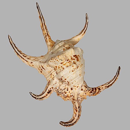 Cochilie melc Lambis chiragra [2]