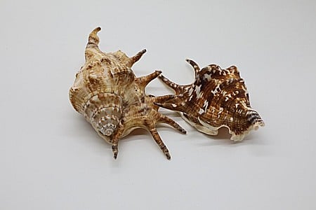 COCHILIE MELC LAMBIS MARE [3]