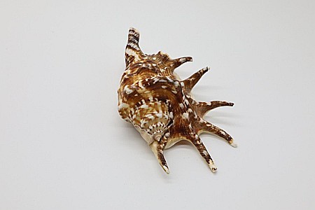 COCHILIE MELC LAMBIS MARE [1]