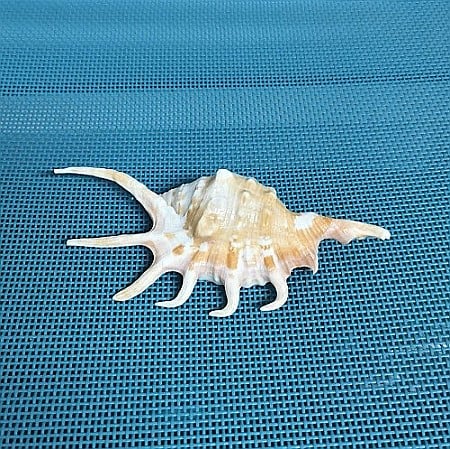 Cochilie melc Lambis mic [1]