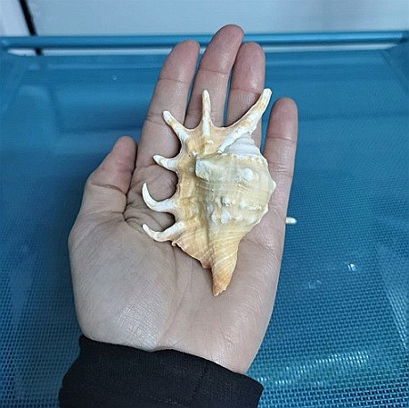 Cochilie melc Lambis mic [3]