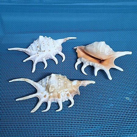 Cochilie melc Lambis mic [2]