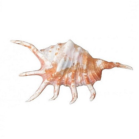 Cochilie melc Lambis mic [0]