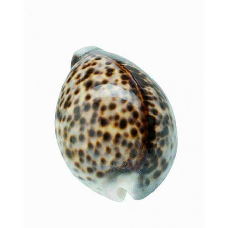 EVENIMENTE - Cochilie Naturala Melc Cypraea Tigris Mare – 8–10 cm