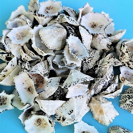 Cochilii Limpet 200 gr [1]