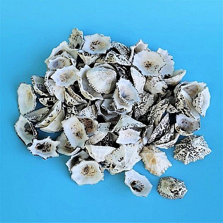 Cochilii Limpet 200 gr [0]