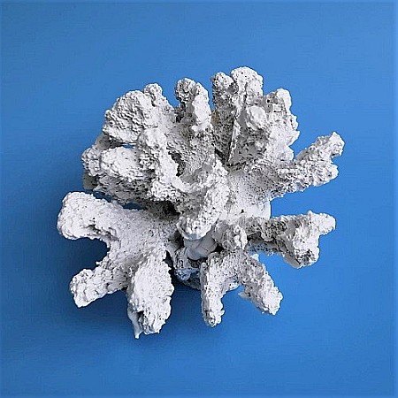 Coral din rasina [2]