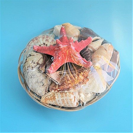 Melci si scoici - Cosulet mare scoici si Stea rosie