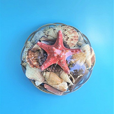 Cosulet mare scoici si Stea rosie [2]