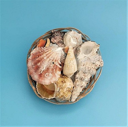 In stoc - Cosulet mic cu melci si scoici