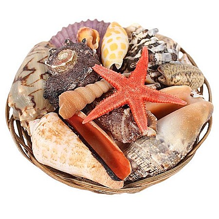 Cosulet mic cu melci si scoici [4]