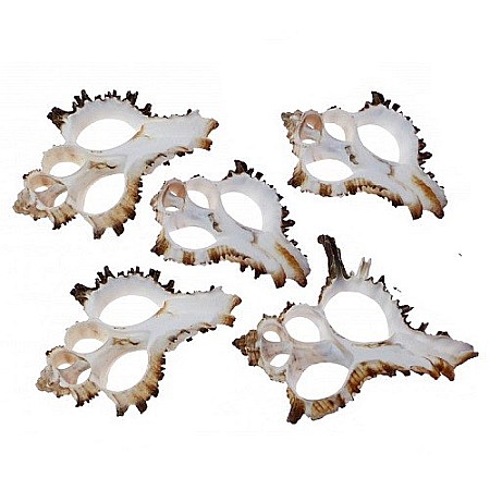 Melci si scoici - Felii melc Murex 5 buc