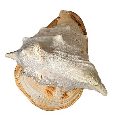 Melc Cassis Cornuta Horn 22 - 25 cm [3]