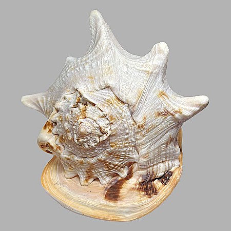 Melc Cassis Cornuta Horn 22 - 25 cm [0]