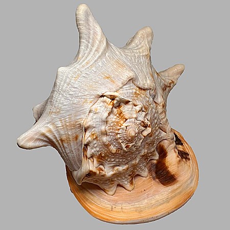 Melc Cassis Cornuta Horn 22 - 25 cm [4]