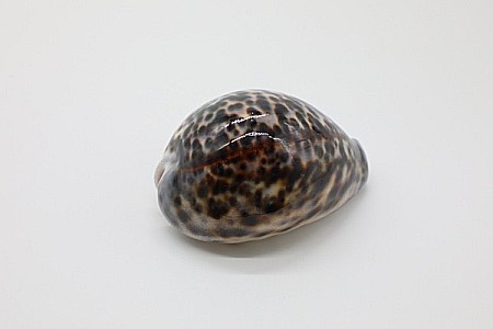 MELC CYPRAEA TIGRIS [1]
