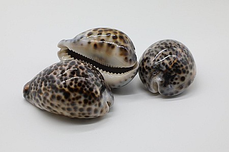 MELC CYPRAEA TIGRIS [2]