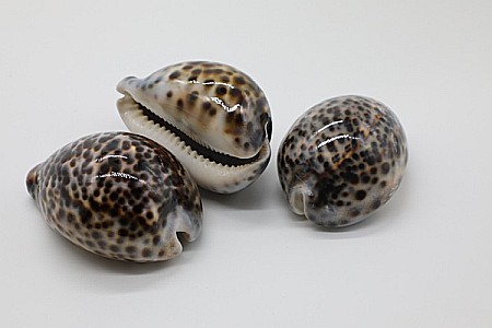 Melci si scoici - MELC CYPRAEA TIGRIS MEDIU