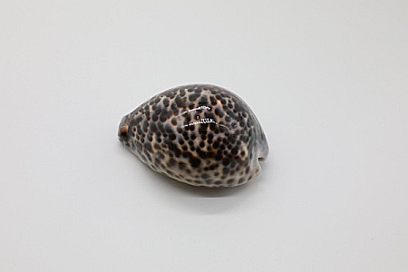 MELC CYPRAEA TIGRIS MEDIU [1]