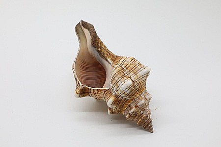 MELC FASCIOLARIA [2]