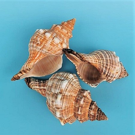 Melc Fasciolaria [3]