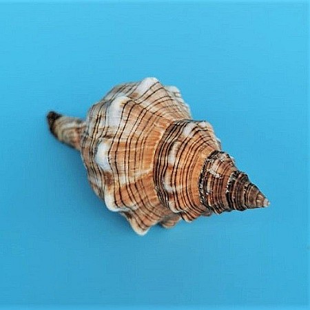 Melc Fasciolaria [1]