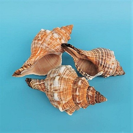 Melc Fasciolaria [4]